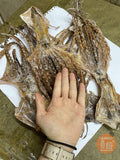 Extra large dried squid